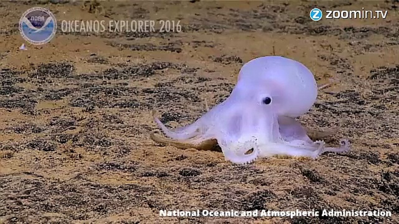 Seinen Namen verdankt er seinem Aussehen. Forscher haben 'Casper' in 4300 Metern Meerestiefe entdeckt.