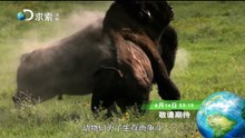 恐龙无敌E01.嚣张掠食