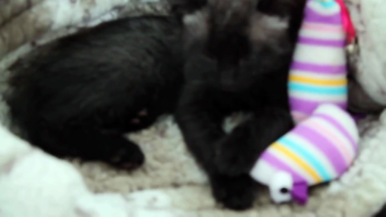 A Kitten Was Found Alone In The Pouring Rain. What Happened Next Will Melt Your Heart.