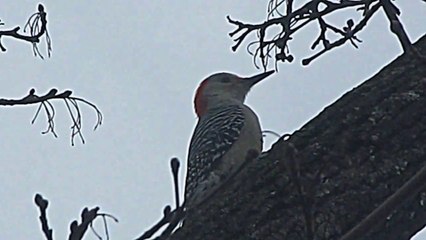 AMERICAN RED HEADED WOODPECKER