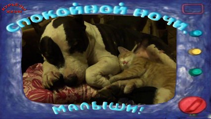 Приколы с животными 'Спокойной ночи'