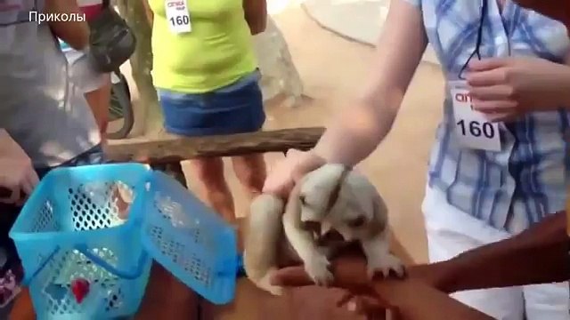 Приколы с животными. 2015. Лемуры умеют балдеть!