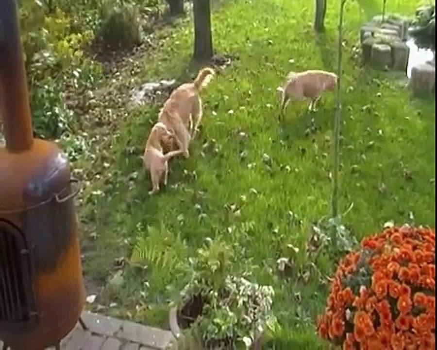 Our Basset Fauve de Bretagne Pup Bas, October 29 -2010