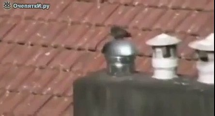 Голубь катается