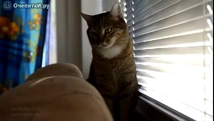 Когда коту скучно