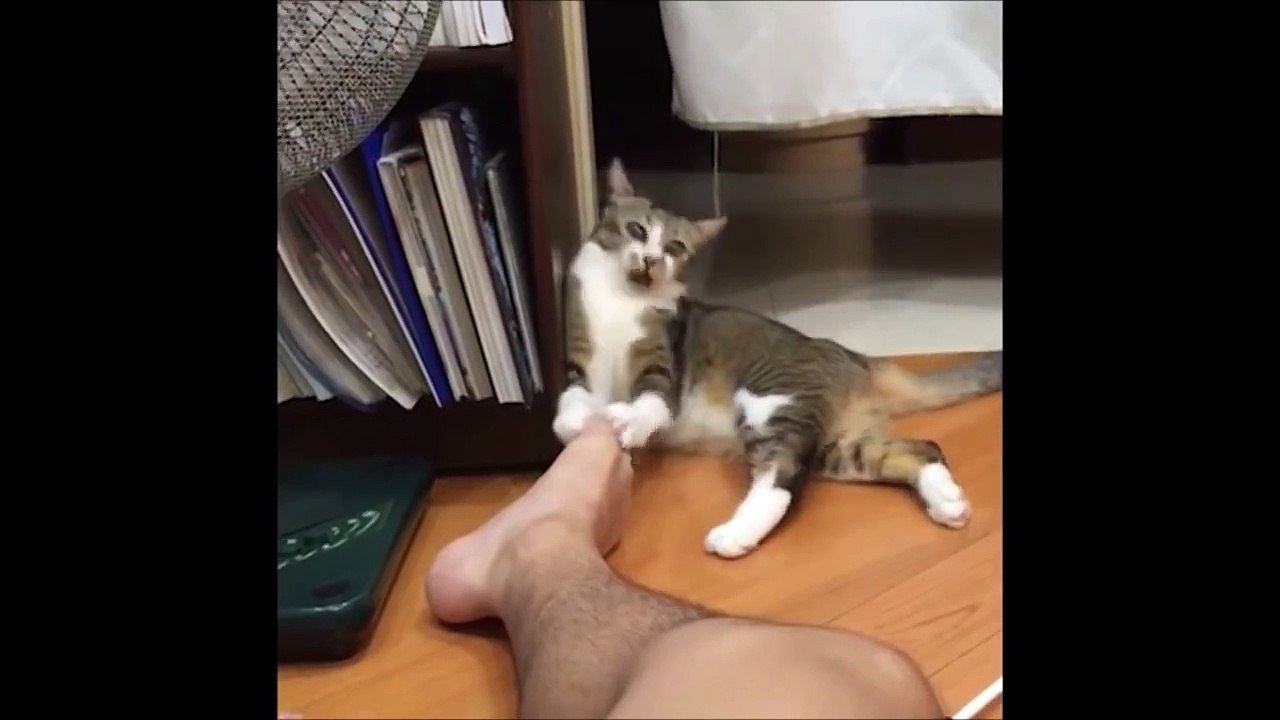 Смешные Кошки 2015! (#3) Веселая Видео Подборка! Смешные Животные 2015-