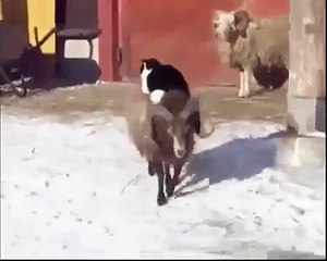 Кот Верхом На Баране Катается ПРИКОЛ