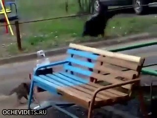 Кот и наглая ворона