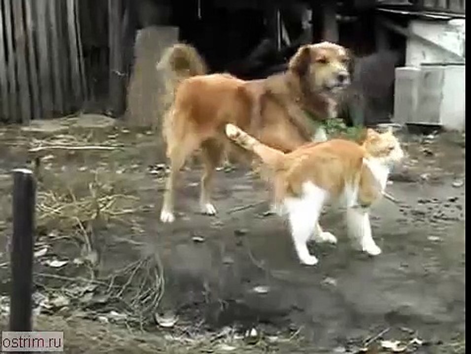 Кот и собака Прикол