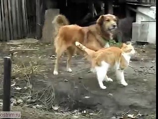 Кот и собака Прикол