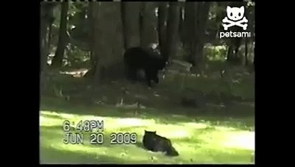 Кот прогнал медведя