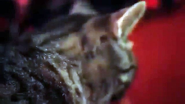 Кот поёт под рок ПРИКОЛ