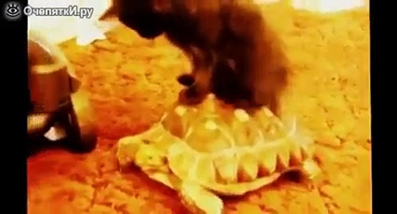 Кошки проказники ПРИКОЛЫ