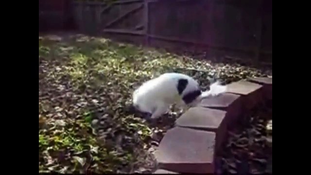 Это дикий ржач! СОБАКИ ОЧЕНЬ СМЕНО ЧИХАЮТ! Улёт! - Смешные приколы