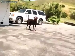 Необычная у собак компания