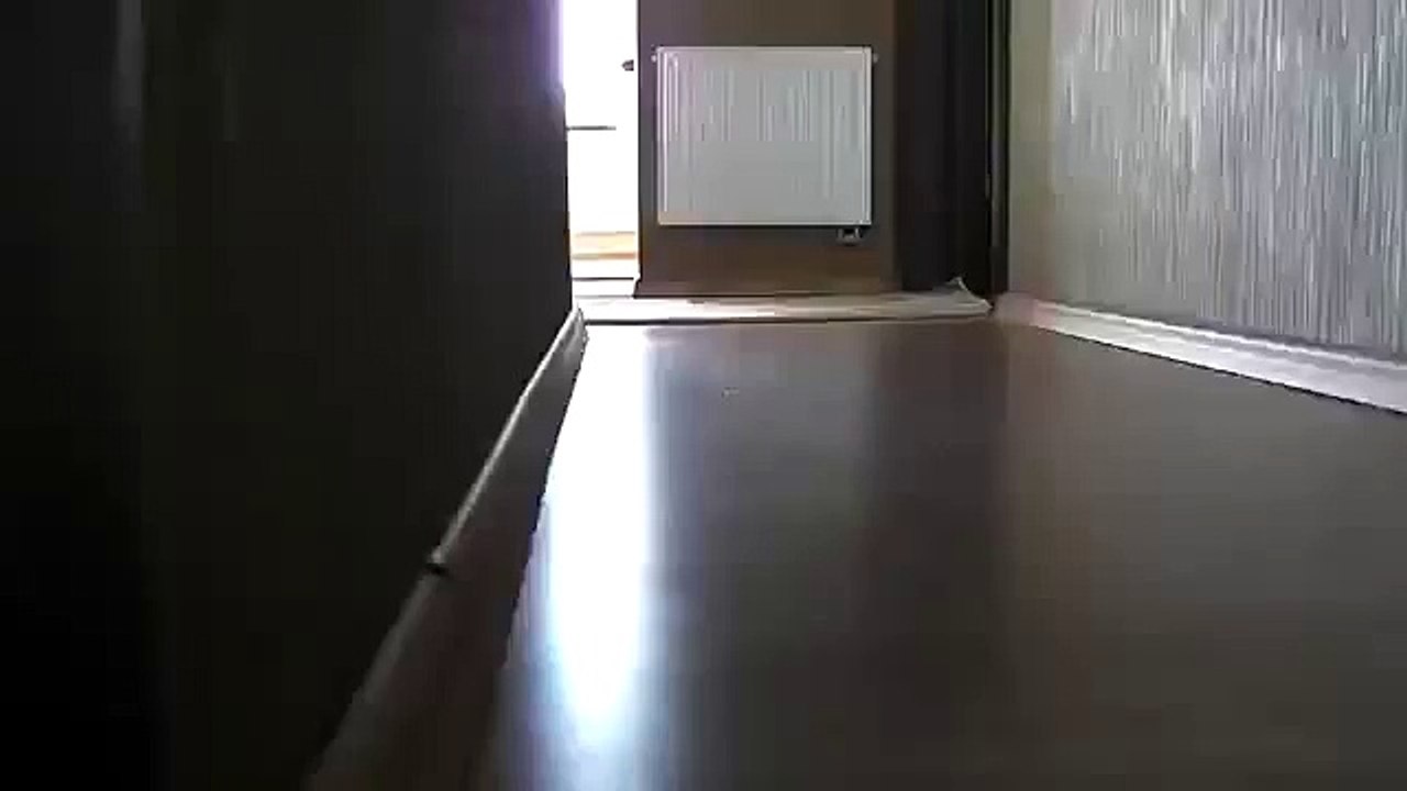 Покадровый кот