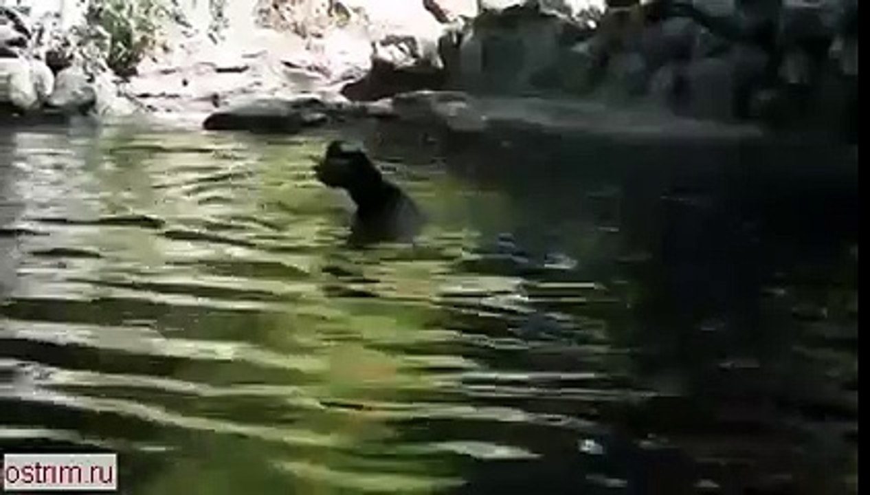 Поросёнок спасатель