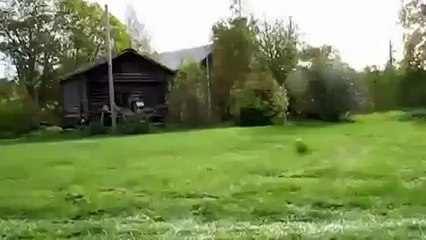 Собака тракторист ПРИКОЛ