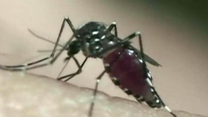 Bactéria é usada no combate ao zika vírus