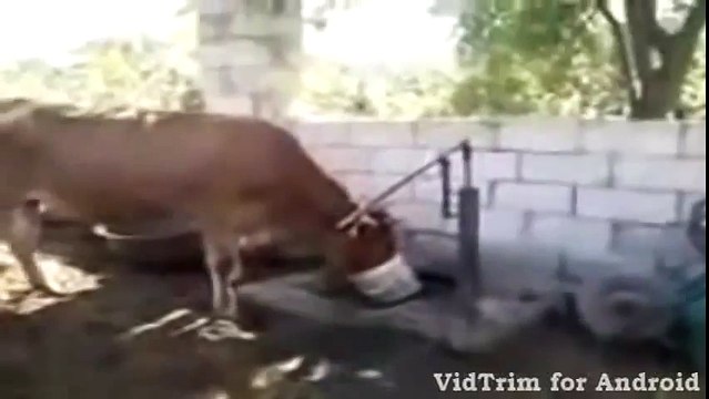 Супер корова в Таджикистане ПРИКОЛ