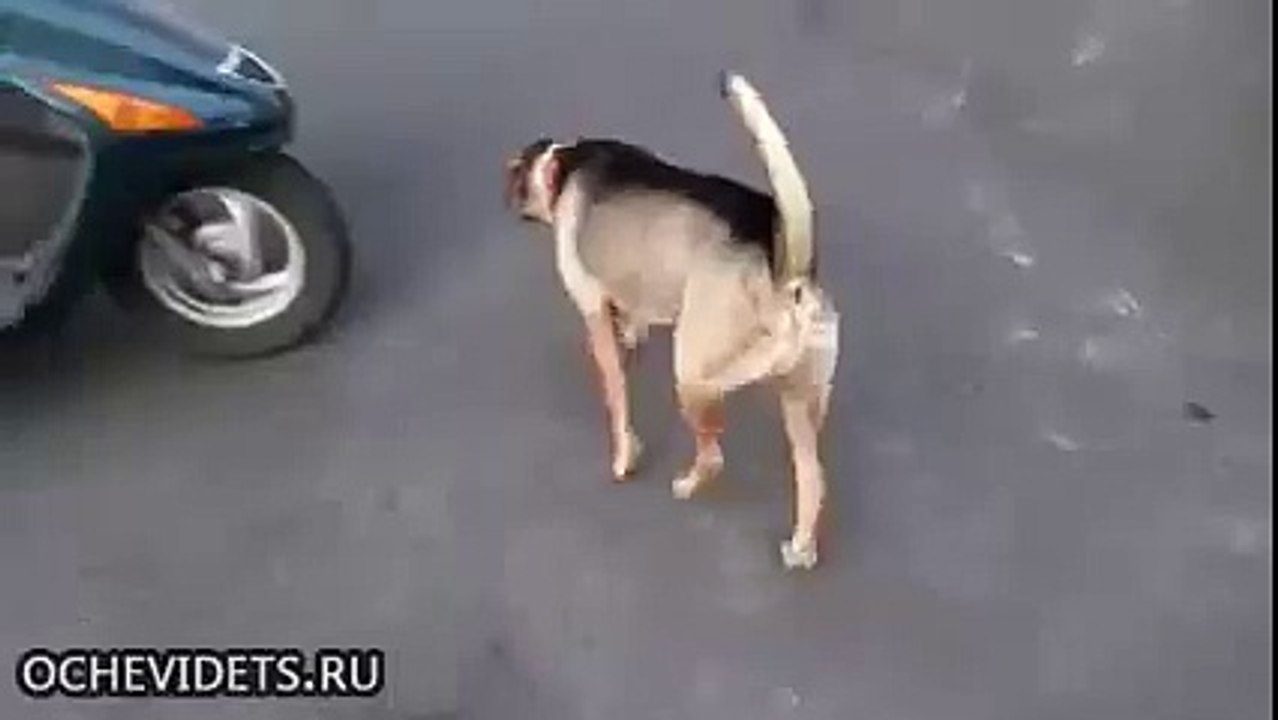 Хозяин, поехали