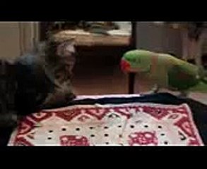 ►►  Зеленый попугай достает кота