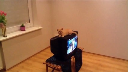 Приколы ! Котик не расчитал дистанцию