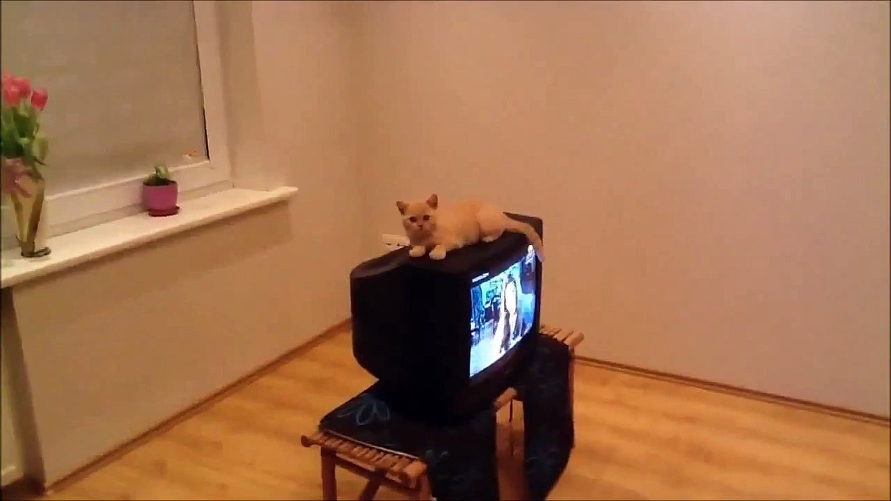 Приколы ! Котик не расчитал дистанцию
