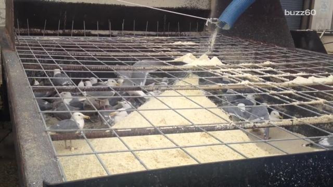 Flock of seagulls saved from drowning in vat of tofu