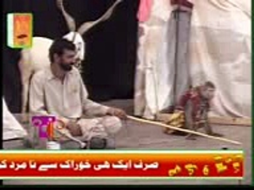 Monkey Performs New Tricks