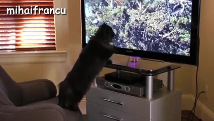 Funny Cats - A Funny Cat Videos Compilation 2015 - Downloaded from youpak.com