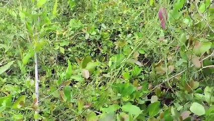 Pantanal Wildlife & Piranha Fishing - Travel Deeper Brazil (Episode 8)