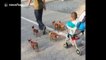 Dad uses gang of dogs to pull baby in buggy so he doesn't have to
