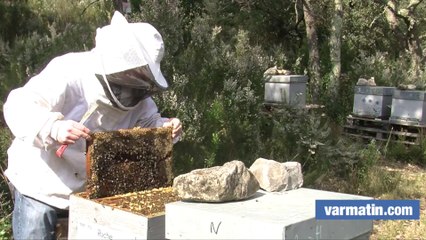 Et si vous parrainiez une ruche pour sauver les abeilles ?