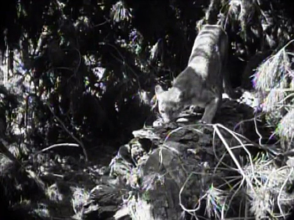 Nomades du Nord - Film entier