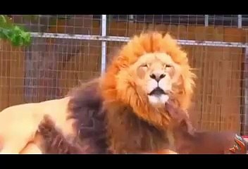 Funny dog Videos,Funny Dog Compilation