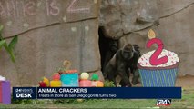 Treats in store as San Diego gorilla turns 2