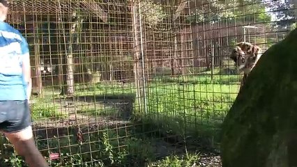 Angry Tiger VS Angry Lion