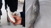 Fisherman pulls frozen fish from refrigerator and it comes back to LIFE