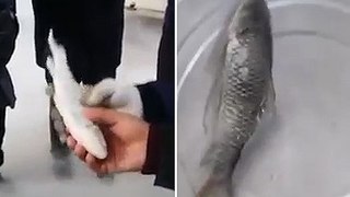 Fisherman pulls frozen fish from refrigerator and it comes back to LIFE