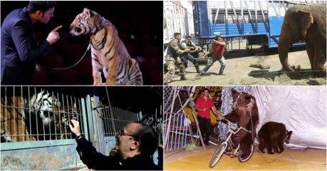 Sofreu anos em silêncio até que decidiu revelar toda a verdade dos circos com animais