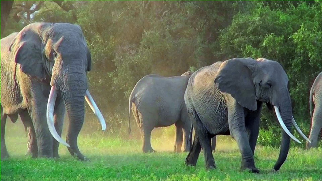 tanzania video
