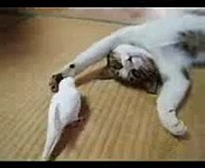 %)  Попугай престает к соному коту