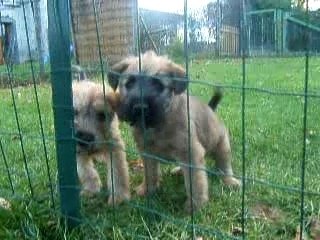 Chiots de Violine en novembre 2006