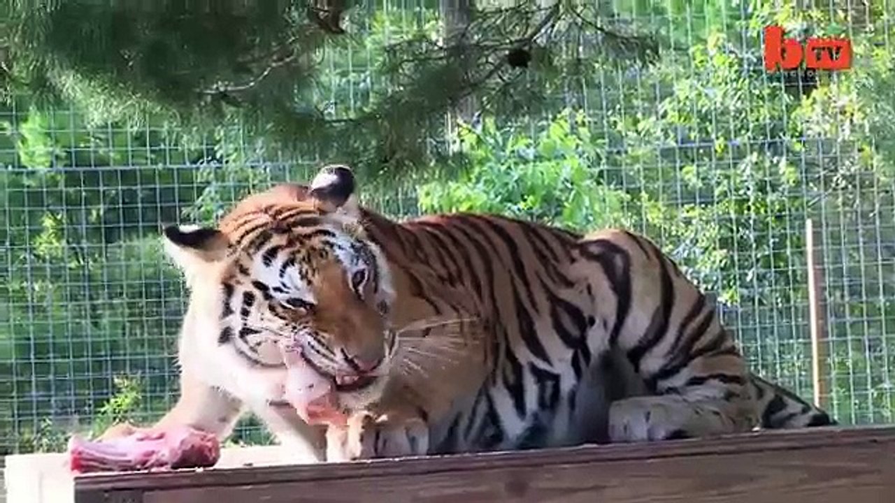 Big Cat Enthusiast Owns Six Tigers And Two Lions