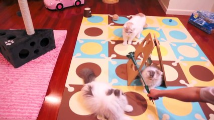 Cat Daddy Excited to Meet his Daughter Kitten ( Week 12-14)