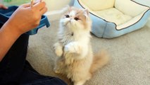 Chopsticks feeding Squirrel-like Kitten リスのような子貓 (featured in America s Cutest Cat)