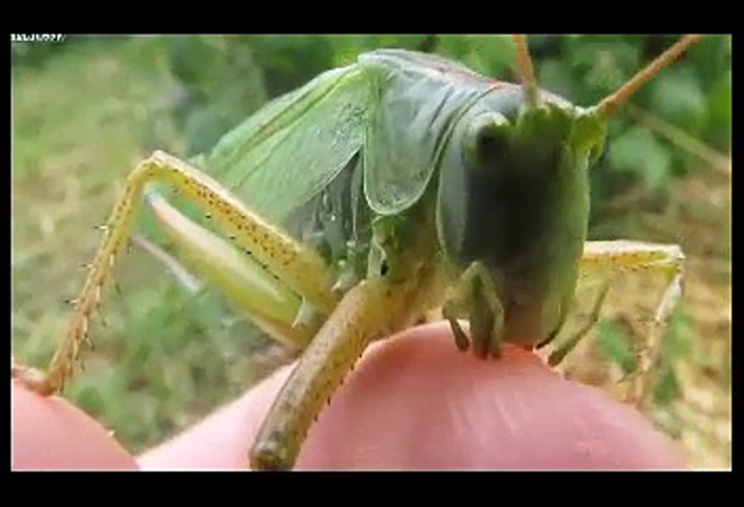Grasshopper vs Finger