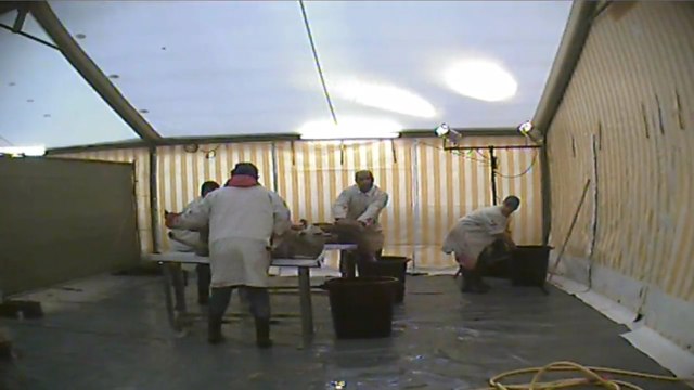 Gaia diffuse des images d'un abattage sans étourdissement