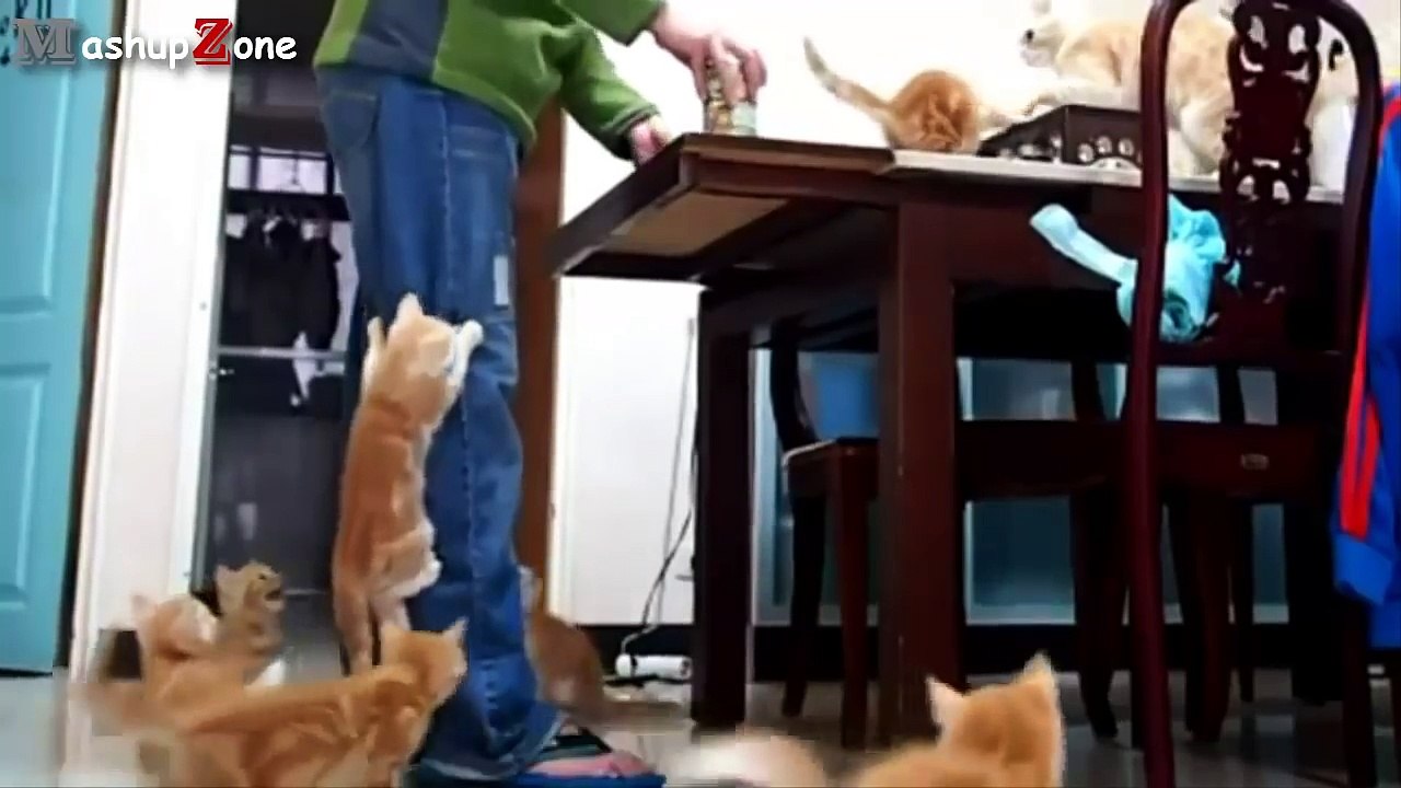 Cute Kittens Compilation 2015 [NEW]